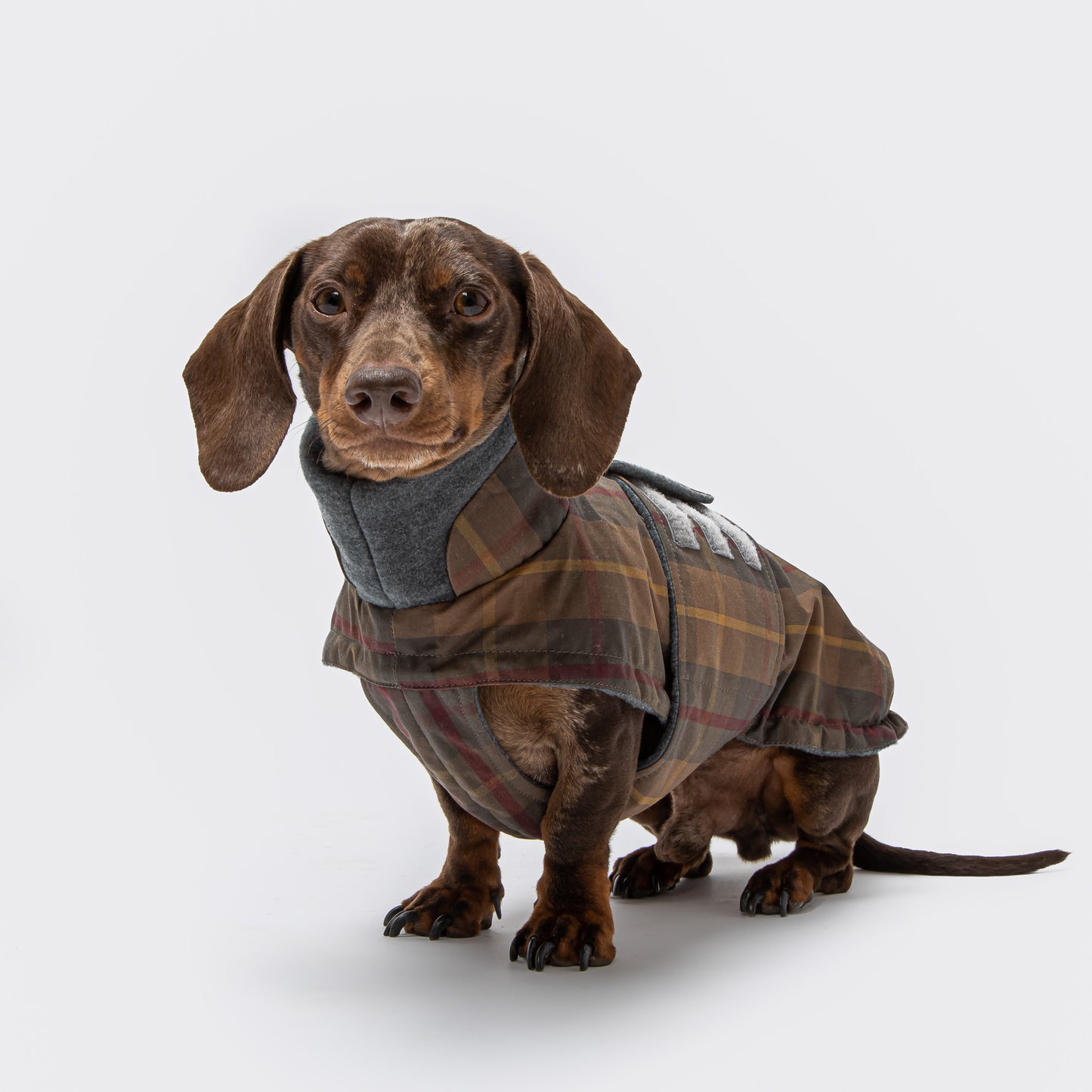 Charlie-And-Friends-Hundprodukter-Hundkläder-Taxjacka-Brunrutig-Front