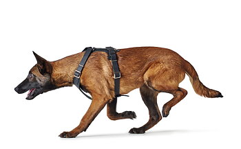 HUNTER Aalborg sele svart