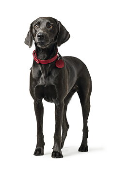 HUNTER Aalborg halsband rd