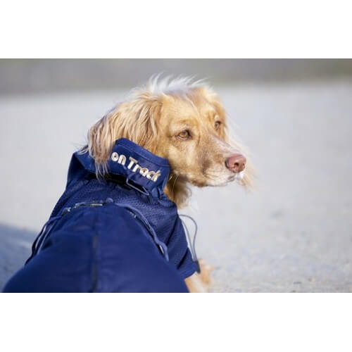 Back on Track Hundnättäcke Blå