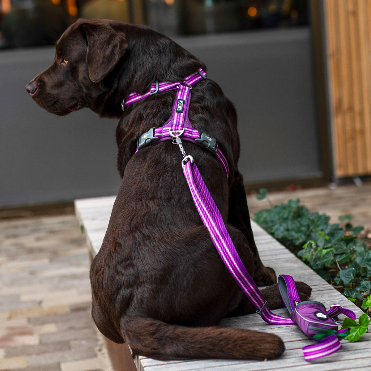 Hundsele Comfort Walk Air Purple Passion