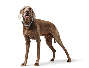 HUNTER Eiby Freestyle halsband dressyr gr