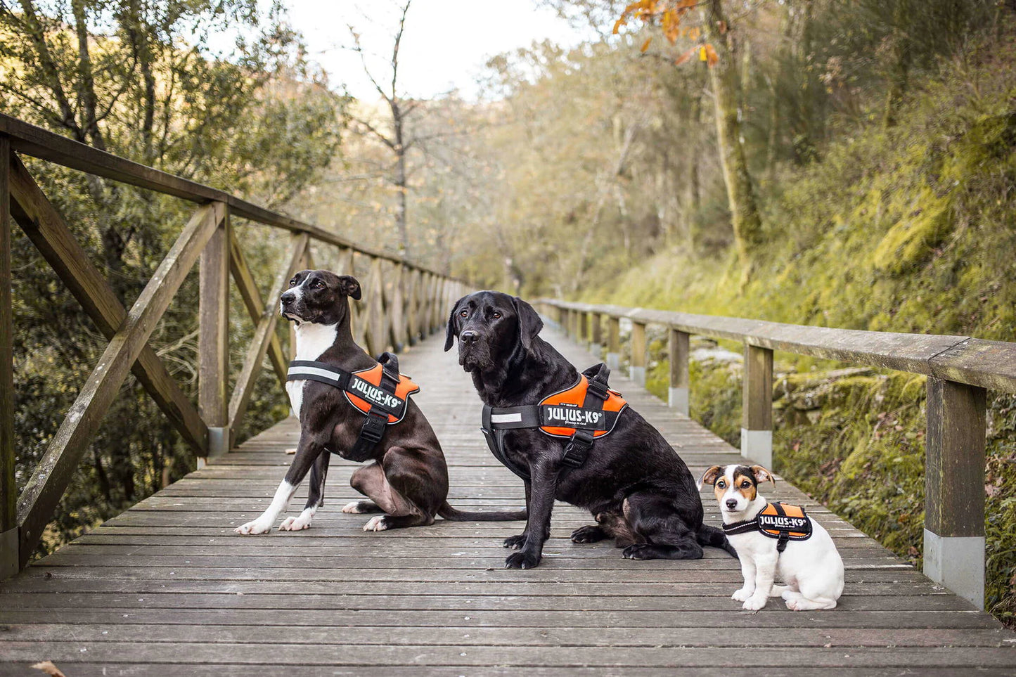 K9 IDC-sele UV Orange"30% rabatt dras av i kassan"