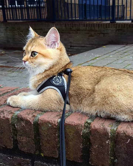 Tre Ponti-sele Snöre Basic Svart för hund och katt