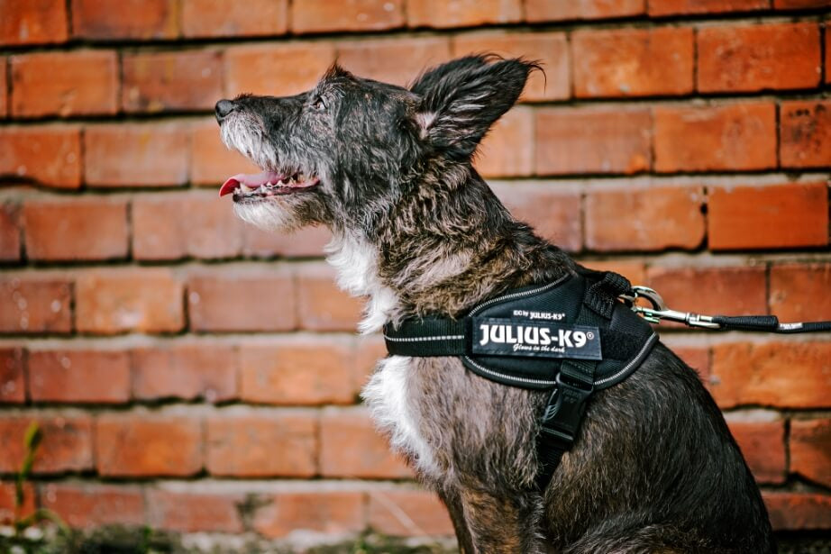 K9 IDC-sele Svart "30% rabatt dras av i kassan"